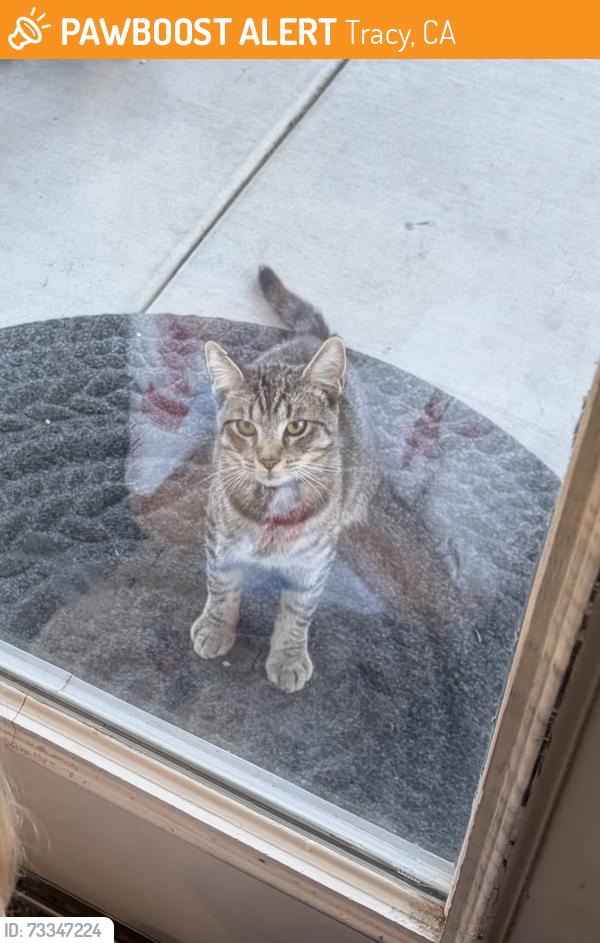 Found/Stray Male Cat last seen Jennifer Way and Fieldview, Tracy, CA 95377