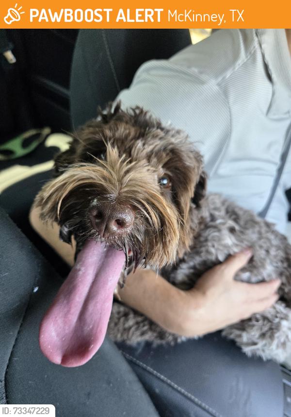 Found/Stray Unknown Dog last seen Woodland West Painted Tree, McKinney, TX 75071