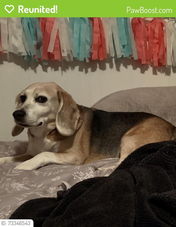 Reunited Male Dog last seen 132nd and golden given, Parkland, WA 98445