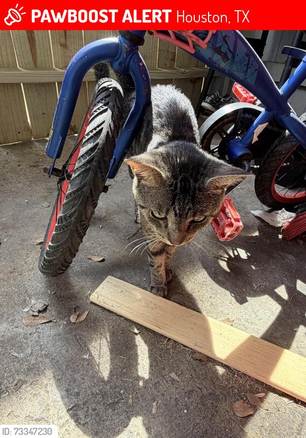 Lost Unknown Cat last seen Near w bellfort, Houston, TX 77035