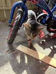 Lost Unknown Cat last seen Near w bellfort, Houston, TX 77035