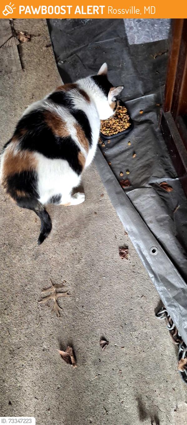 Found/Stray Unknown Cat last seen Belair rd & ridge rd, Rossville, MD 21236