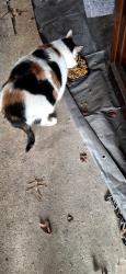 Found/Stray Unknown Cat last seen Belair rd & ridge rd, Rossville, MD 21236