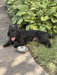 Found/Stray Female Dog last seen Near Ballentine park on Harrell Ave., Norfolk, VA 23513