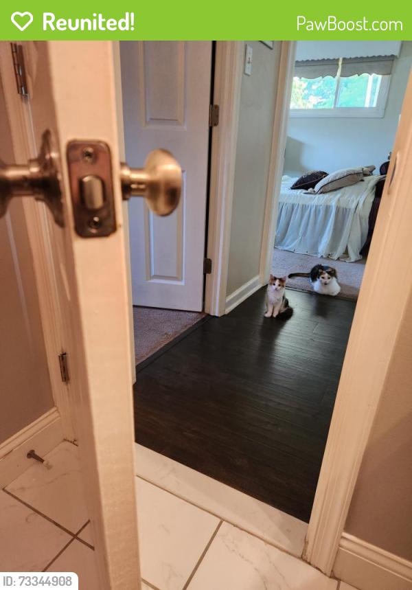 Reunited Female Cat last seen Near Viburnum Lane, Levittown, PA 19054
