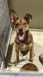 Shelter Stray Male Dog last seen Near BLOCK CASA LOMA DR, BAKERSFIELD CA 93307, 3951 Fruitvale Ave, Bakersfield, CA 93308, USA
