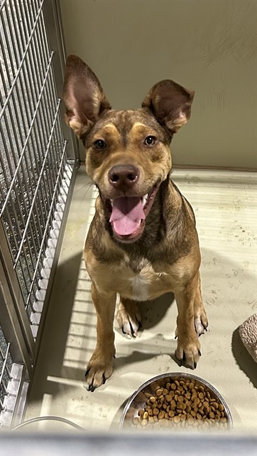 Shelter Stray Male Dog last seen Near BLOCK CASA LOMA DR, BAKERSFIELD CA 93307, 3951 Fruitvale Ave, Bakersfield, CA 93308, USA