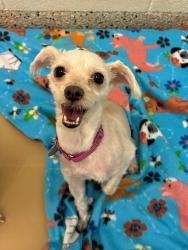 Shelter Stray Female Dog last seen Near BLOCK PARK BLVD, 12155 Park Blvd, Brighton, CO 80601, USA