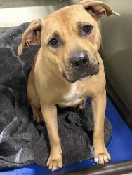 Shelter Stray Female Dog last seen Near BLOCK CASA LOMA DR, BAKERSFIELD CA 93307, 3951 Fruitvale Ave, Bakersfield, CA 93308, USA