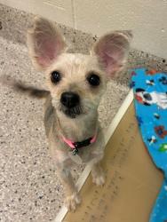 Shelter Stray Female Dog last seen Near BLOCK PARK BLVD, 12155 Park Blvd, Brighton, CO 80601, USA