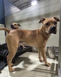 Shelter Stray Male Dog last seen Near BLOCK CASA LOMA DR, BAKERSFIELD CA 93307, 3951 Fruitvale Ave, Bakersfield, CA 93308, USA