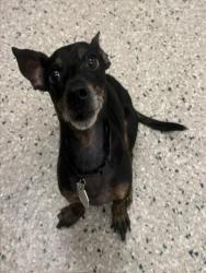 Shelter Stray Male Dog last seen 112TH & WASHINGTON, 12155 Park Blvd, Brighton, CO 80601, USA