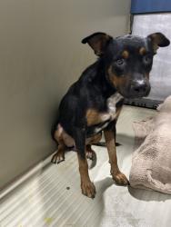 Shelter Stray Male Dog last seen Near BLOCK CASA LOMA DR, BAKERSFIELD CA 93307, 3951 Fruitvale Ave, Bakersfield, CA 93308, USA