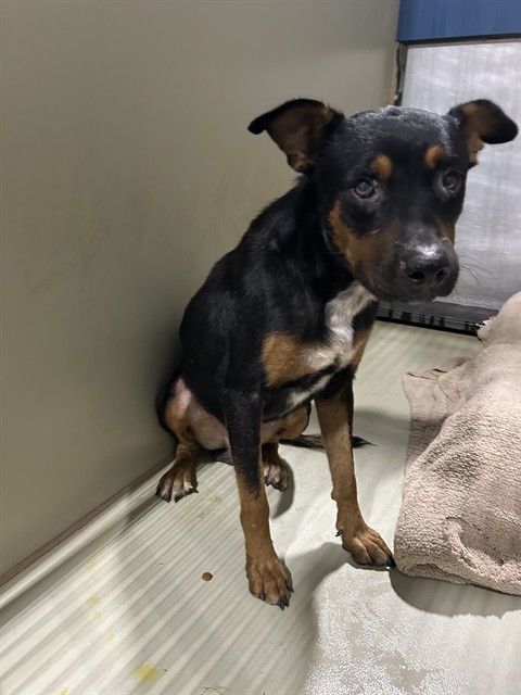 Shelter Stray Male Dog last seen Near BLOCK CASA LOMA DR, BAKERSFIELD CA 93307, 3951 Fruitvale Ave, Bakersfield, CA 93308, USA
