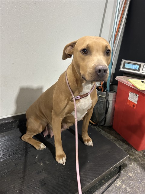 Shelter Stray Female Dog last seen Near BLOCK CASA LOMA DR, BAKERSFIELD CA 93307, 3951 Fruitvale Ave, Bakersfield, CA 93308, USA