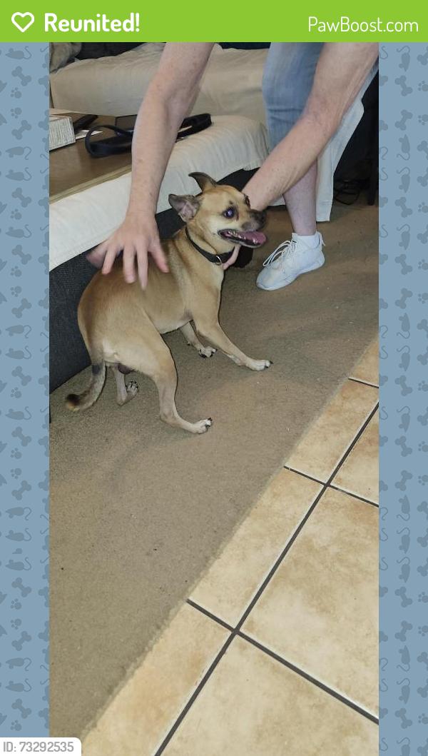 Reunited Male Dog last seen W. Government near Seville Quarter, Pensacola, FL 32502