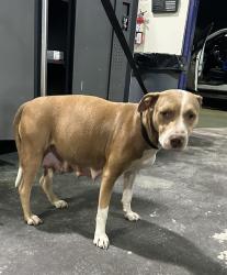 Shelter Stray Female Dog last seen Near BLOCK CASA LOMA DR, BAKERSFIELD CA 93307, 3951 Fruitvale Ave, Bakersfield, CA 93308, USA