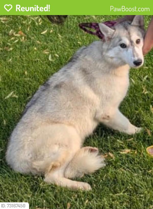 Reunited Female Dog last seen Erb Farm lane, Naperville, IL 60563