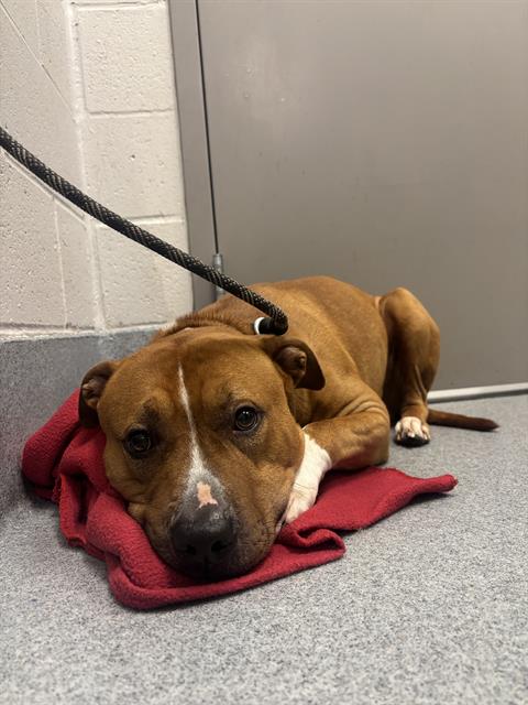 Shelter Stray Male Dog last seen Near, 2600 S Harding St, Indianapolis, IN 46221, USA