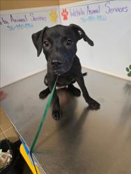 Shelter Stray Female Dog last seen Near BLOCK E ORME ST, WICHITA KS 67218, 3303 N Hillside St, Wichita, KS 67219, USA