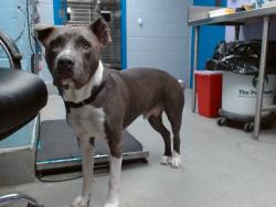 Shelter Stray Male Dog last seen ARENAL / COORS, 11800 Sunset Gardens Rd SW, Albuquerque, NM 87121, USA