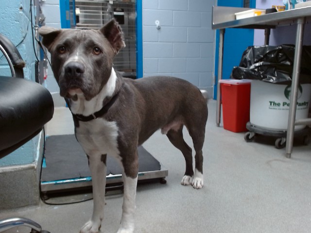 Shelter Stray Male Dog last seen ARENAL / COORS, 11800 Sunset Gardens Rd SW, Albuquerque, NM 87121, USA
