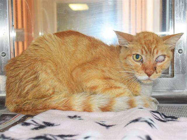 Shelter Stray Male Cat last seen MANET PKWY/GOES PKWY, 95823, 3839 Bradshaw Rd, Sacramento, CA 95827, USA