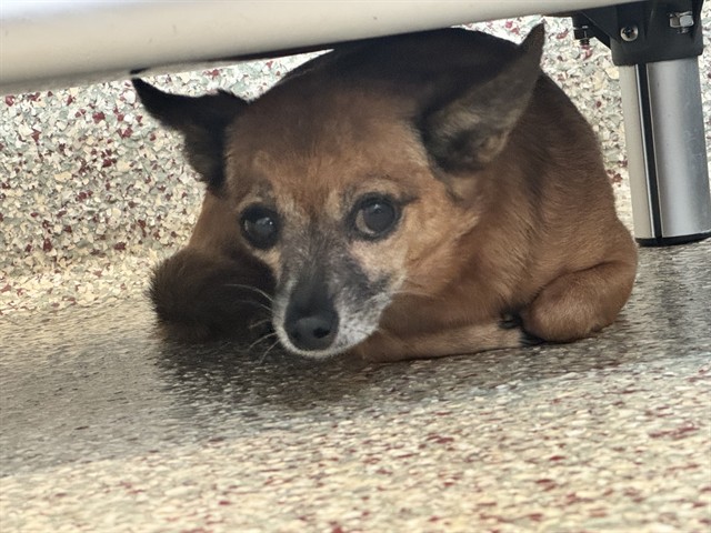 Shelter Stray Female Dog last seen Near BLOCK N ACADEMY BLVD, COLORADO SPRINGS, CO, 610 Abbot Ln, Colorado Springs, CO 80905, USA
