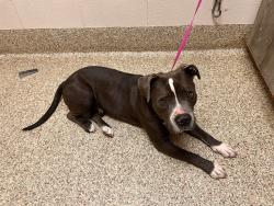 Shelter Stray Male Dog last seen Near BLOCK WYNKOOP DR, COLORADO SPRINGS CO 80909, 610 Abbot Ln, Colorado Springs, CO 80905, USA