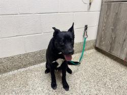 Shelter Stray Male Dog last seen Near BLOCK WHIP TRL, COLORADO SPRINGS, CO, 610 Abbot Ln, Colorado Springs, CO 80905, USA