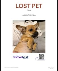 Lost Female Dog last seen Near S College Ave Fort Collins, CO 80525 United States, Fort Collins, CO 80524