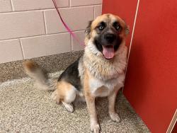 Shelter Stray Male Dog last seen Near BLOCK S SANTA FE AVE, FOUNTAIN, CO 80817, 610 Abbot Ln, Colorado Springs, CO 80905, USA