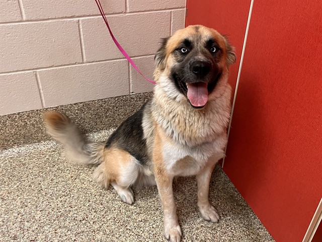 Shelter Stray Male Dog last seen Near BLOCK S SANTA FE AVE, FOUNTAIN, CO 80817, 610 Abbot Ln, Colorado Springs, CO 80905, USA