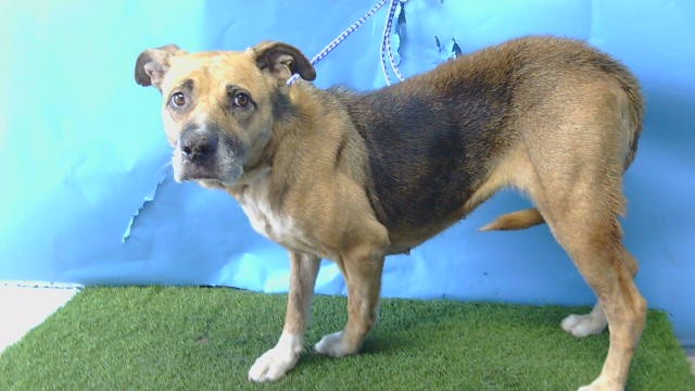 Shelter Stray Female Dog last seen , 216 W Victoria St, Gardena, CA 90248, USA