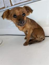 Shelter Stray Female Dog last seen Near BLOCK N WOODROW AVE, FRESNO CA 93720 4666, 5277 E Airways Blvd, Fresno, CA 93727, USA