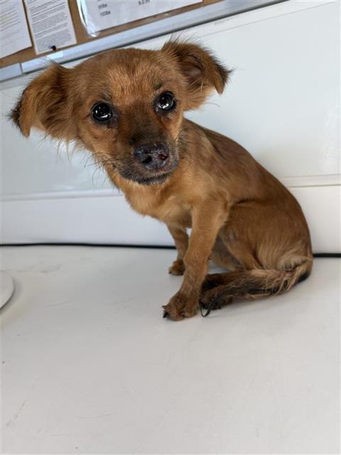 Shelter Stray Female Dog last seen Near BLOCK N WOODROW AVE, FRESNO CA 93720 4666, 5277 E Airways Blvd, Fresno, CA 93727, USA