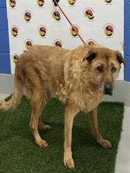 Shelter Stray Female Dog last seen WASHINGTON DR, 19640 Dogpatch Ln, Land O' Lakes, FL 34638, USA