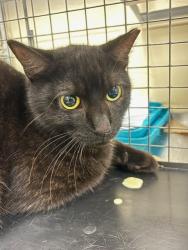 Shelter Stray Unknown Cat last seen , 232 Eslinger Way, Sanford, FL 32773, USA