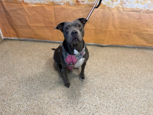 Shelter Stray Female Dog last seen Near BLOCK SHIPPING AVE, 3599 NW 79th Ave, Doral, FL 33122, USA