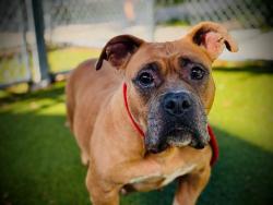 Shelter Stray Female Dog last seen , 2769 Conroy Rd, Orlando, FL 32839, USA