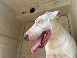 Shelter Stray Unknown Dog last seen Near BLOCK SW 28TH ST, OKLAHOMA CITY OK 73109, 2811 SE 29th St, Oklahoma City, OK 73129, USA