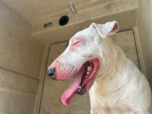 Shelter Stray Unknown Dog last seen Near BLOCK SW 28TH ST, OKLAHOMA CITY OK 73109, 2811 SE 29th St, Oklahoma City, OK 73129, USA
