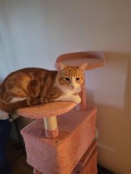 Lost Male Cat last seen Ducharm duquet, Sainte-Thérèse, QC J7E 3B6