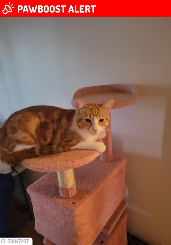 Lost Male Cat last seen Ducharm duquet, Sainte-Thérèse, QC J7E 3B6