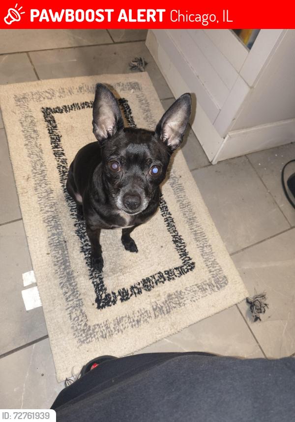 Lost Male Dog last seen Pulaski and Madison, Chicago, IL 60624