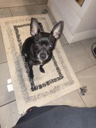 Lost Male Dog last seen Pulaski and Madison, Chicago, IL 60624