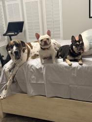 Found/Stray Male Dog last seen Near s 3700 e, Cottonwood Heights, UT 84121