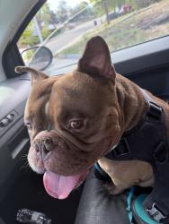 Reunited Male Dog last seen Near Meade st, Denver, CO 80204