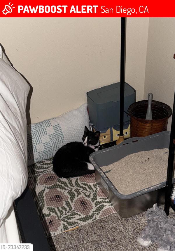 Lost Male Cat last seen Bush between bs building ms, San Diego, CA 92111