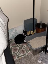 Lost Male Cat last seen Bush between bs building ms, San Diego, CA 92111